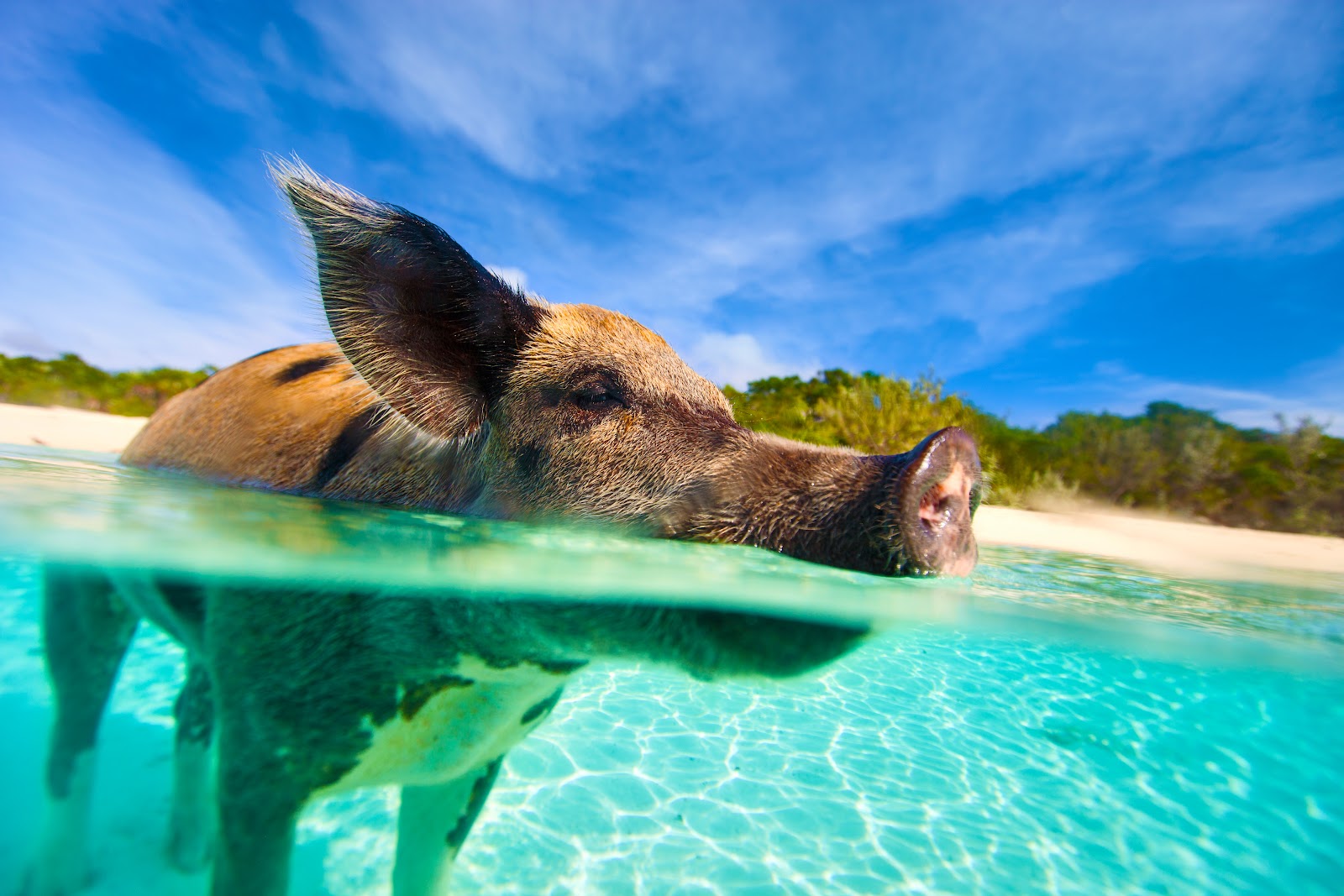 Exclusive Yachts - Swimming pig in a water at beach on Exuma island Bahamas