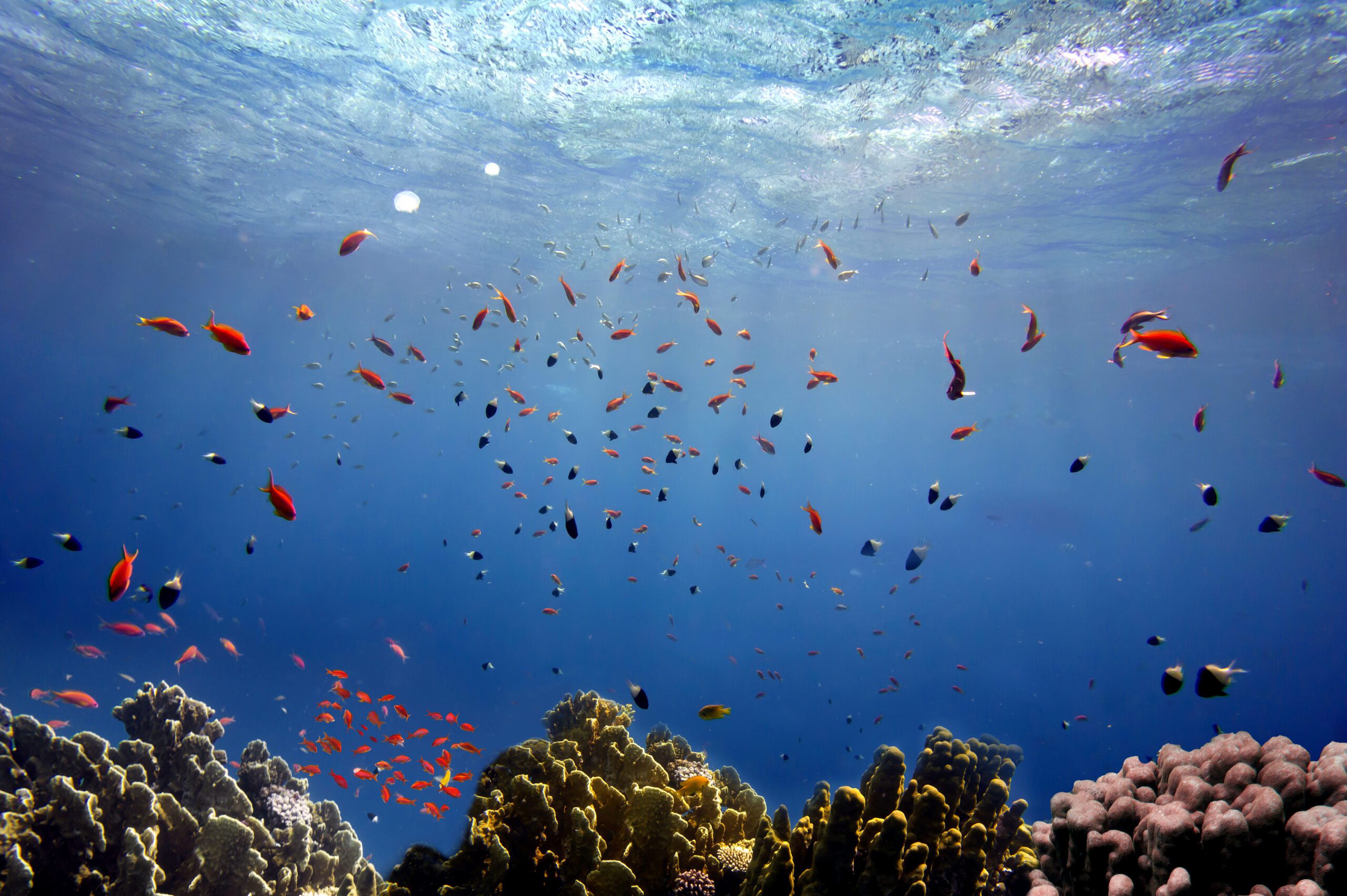 Exclusive Yachts - Beautiful underwater photo of colorful coral reef and fishes