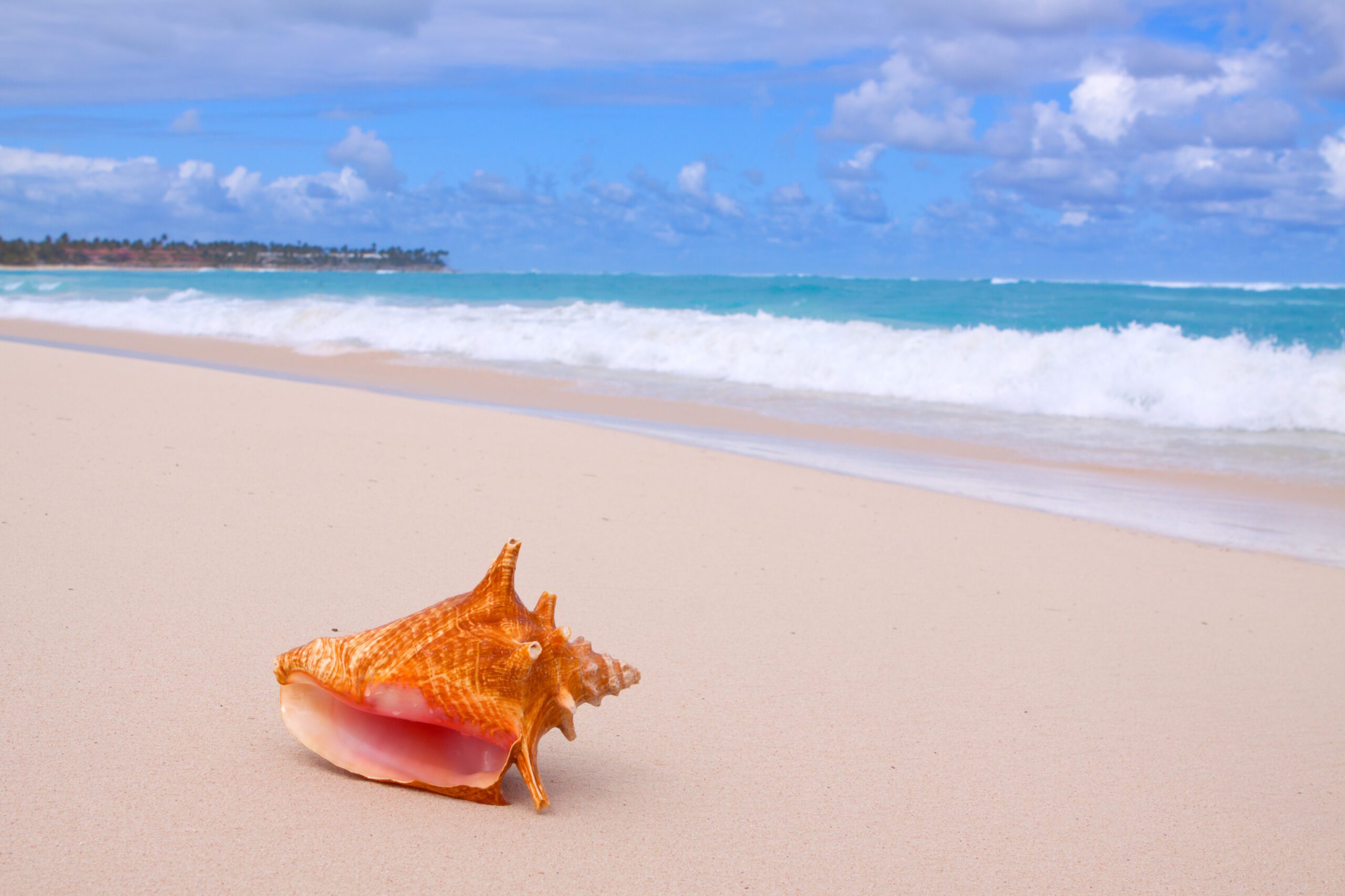 ExclusiveYachts - Conch Shell On Tropical Beach.