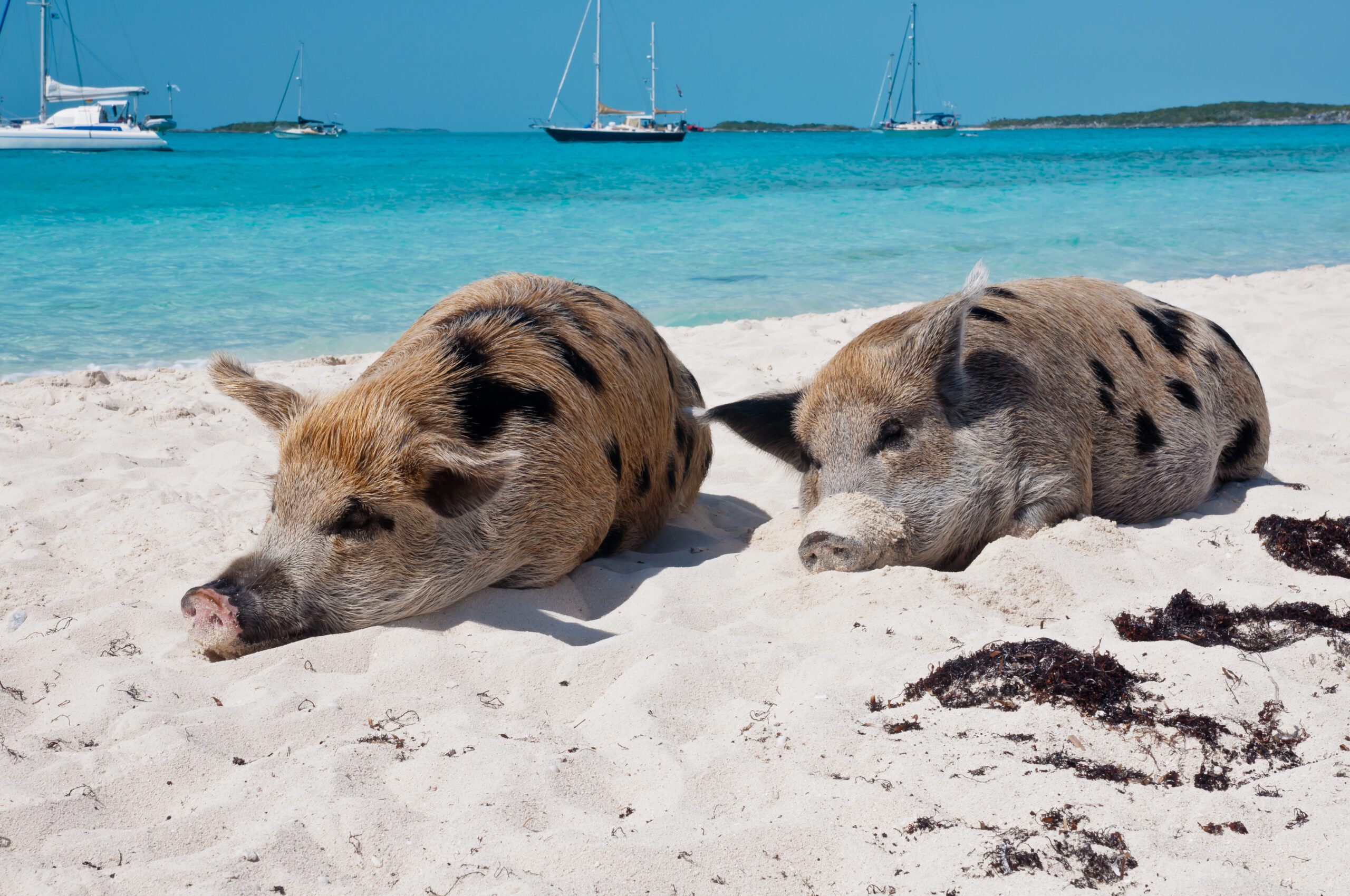 Exclusive Yachts - island pigs in the bahamas