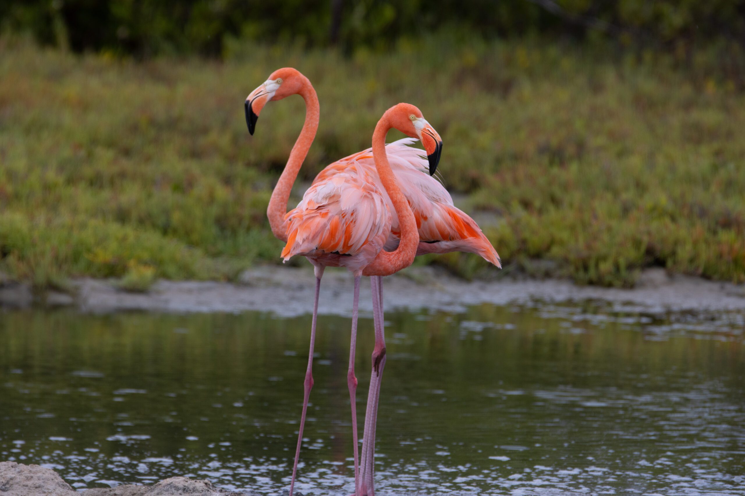 Exclusive Yachts - pair of flamingos in the carribean
