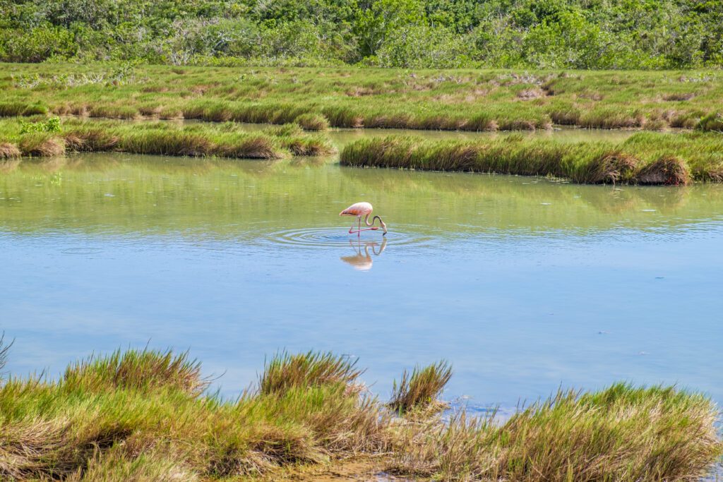 Exclusive Yachts - Turks and Caicos, flamingo at Middle Caicos